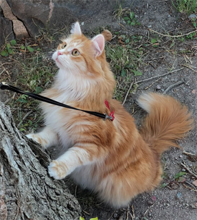 Sibirisk katt Metis